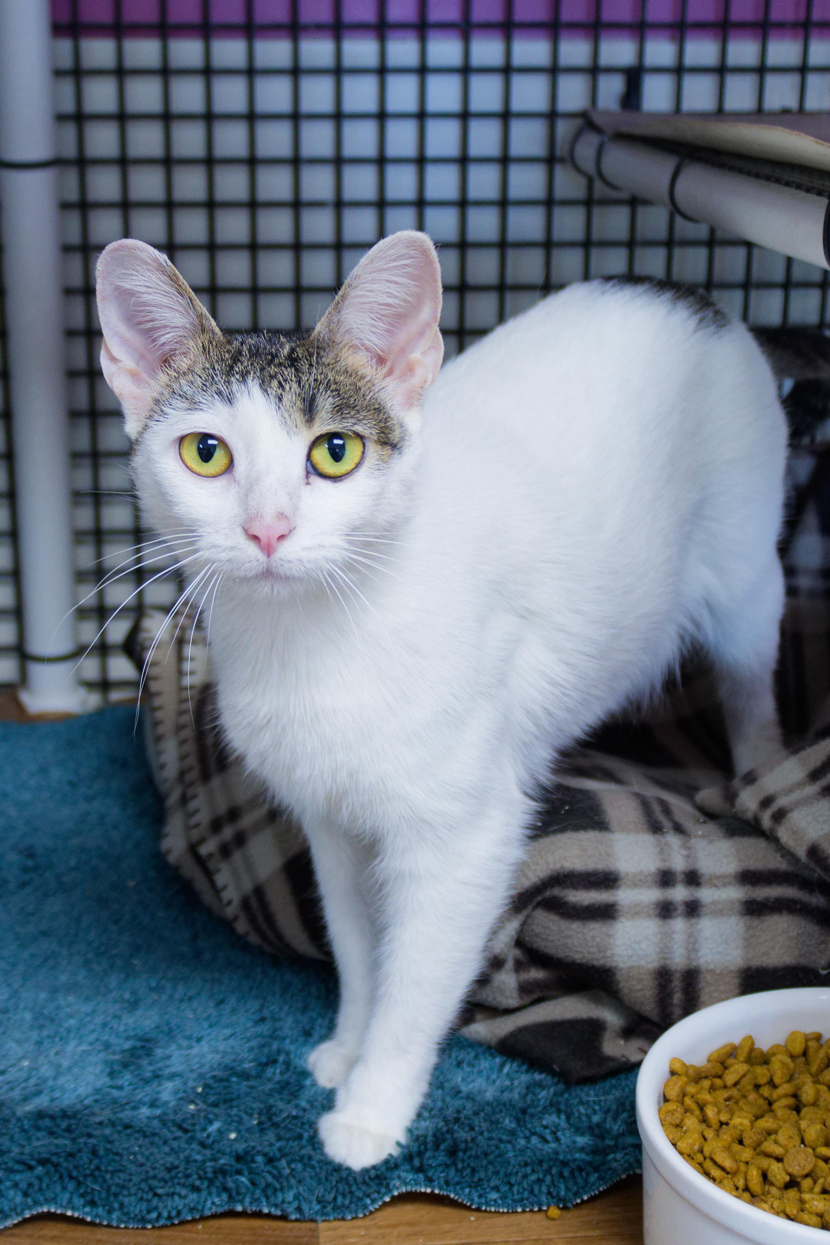 Enlarge Purrsilla, a ADOPTABLE American Shorthair in Urbana, OH image 6/6