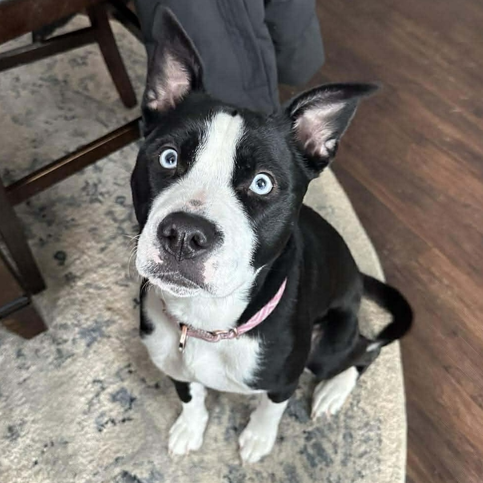 Ruby, an adoptable mixed breed in Rochester, NY image 2/6