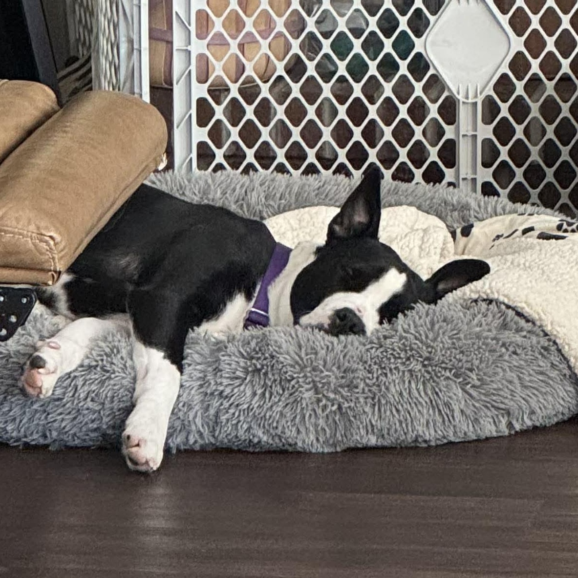 Ruby, an adoptable mixed breed in Rochester, NY image 4/6