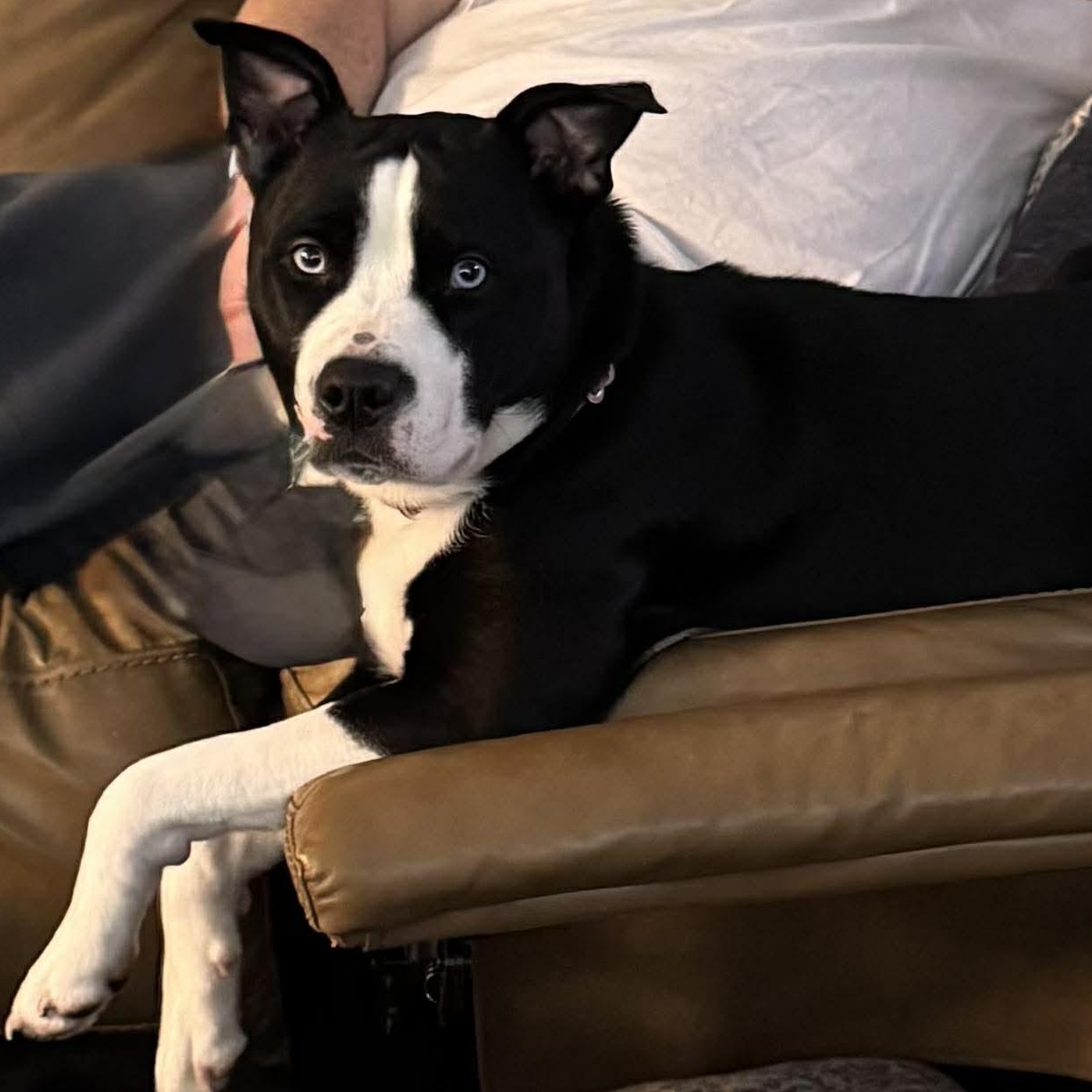 Ruby, an adoptable mixed breed in Rochester, NY image 6/6