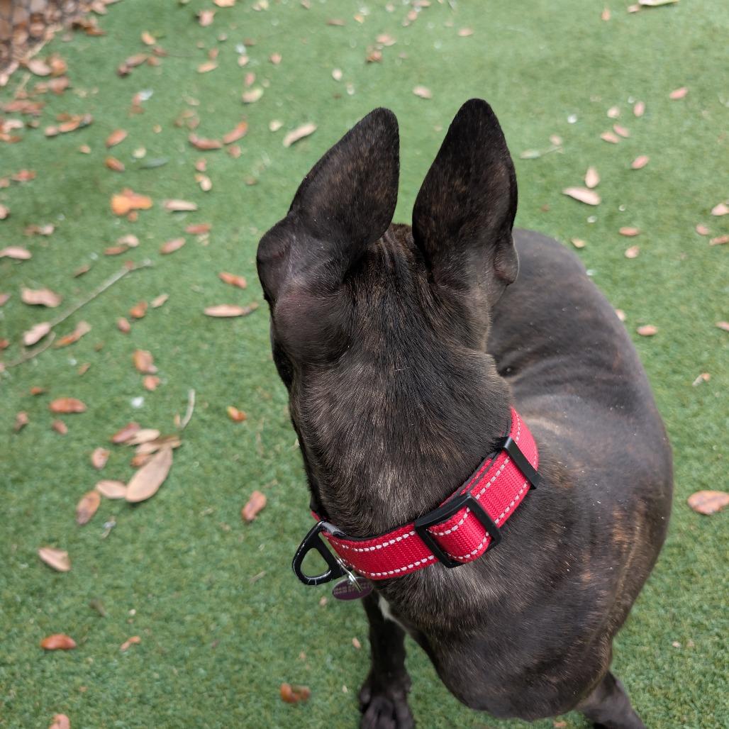 Tamale, a Adoptable Mixed Breed in Lakeland, FL image 1/3