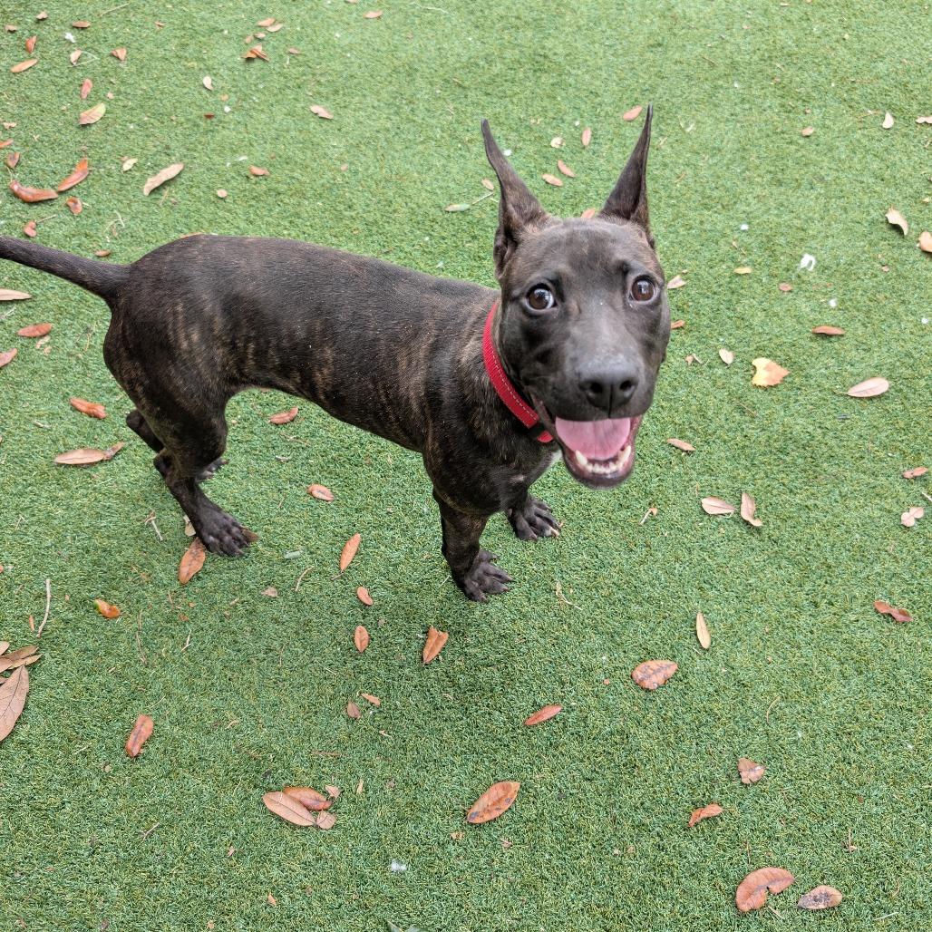 Tamale, a Adoptable Mixed Breed in Lakeland, FL image 2/3