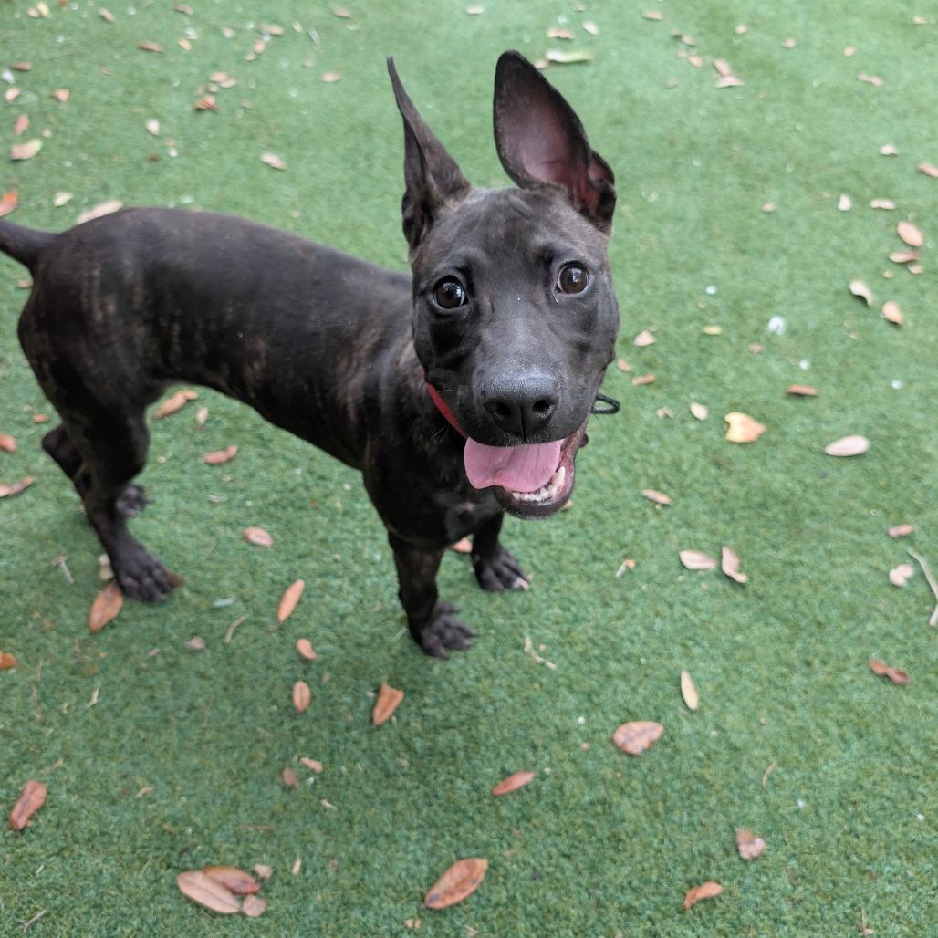 Tamale, a Adoptable Mixed Breed in Lakeland, FL image 3/3