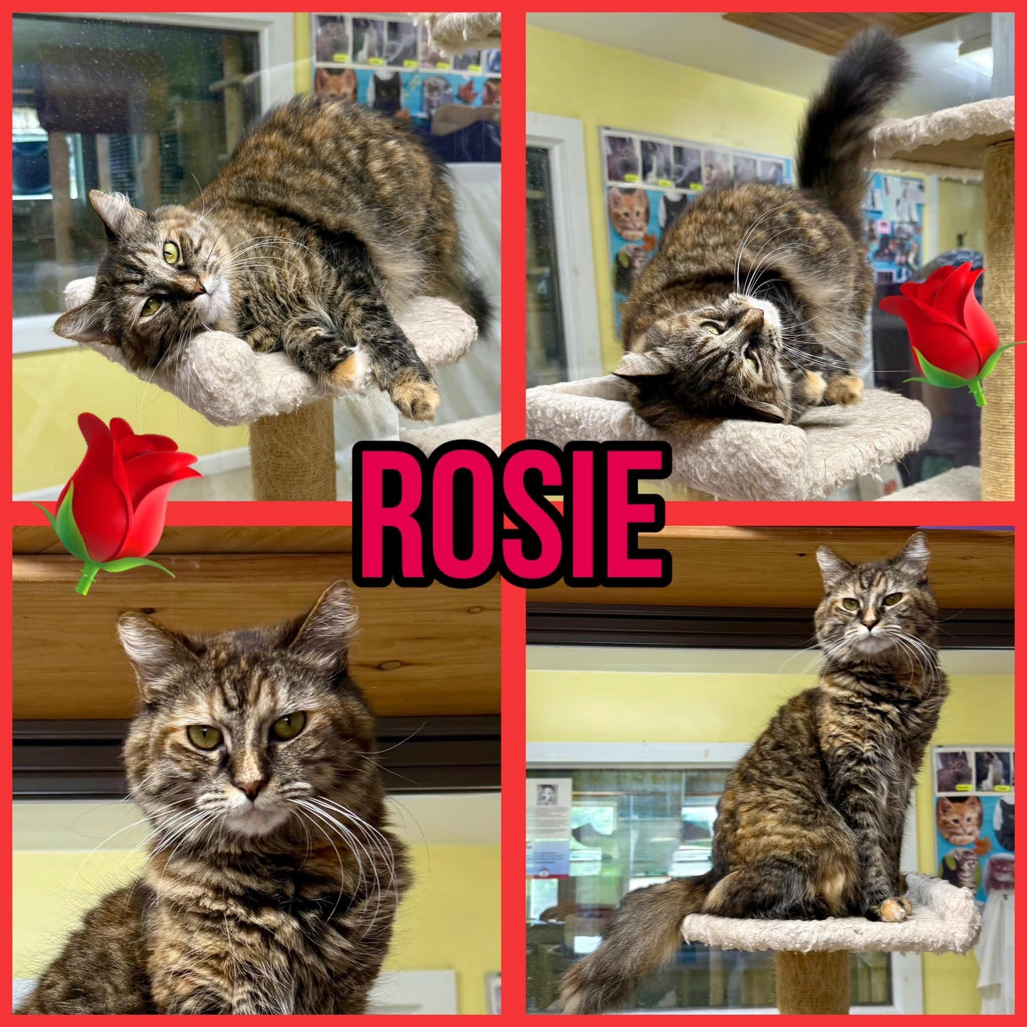Enlarge Rosie, a Adoptable Domestic Long Hair in Springfield, VT image 2/2