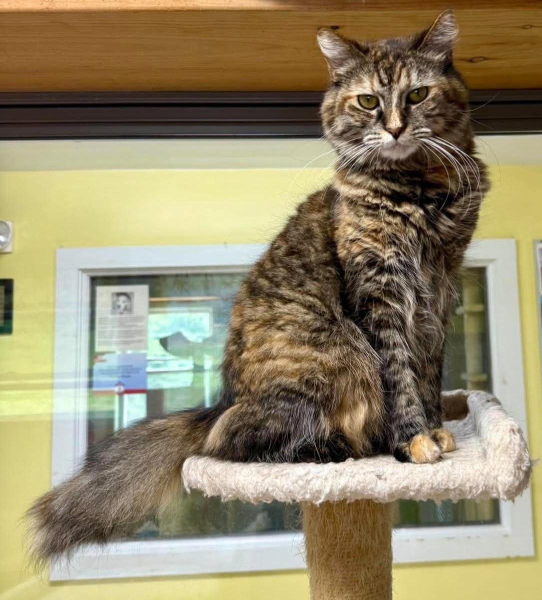 Rosie, Adoptable, Adult Female Domestic Long Hair.
