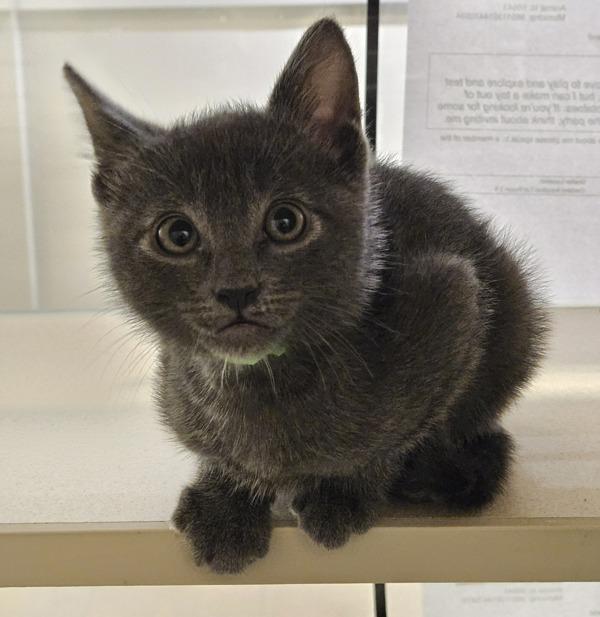 Enlarge Mandala, a Adoptable mixed breed in Oakland, CA image 1/1