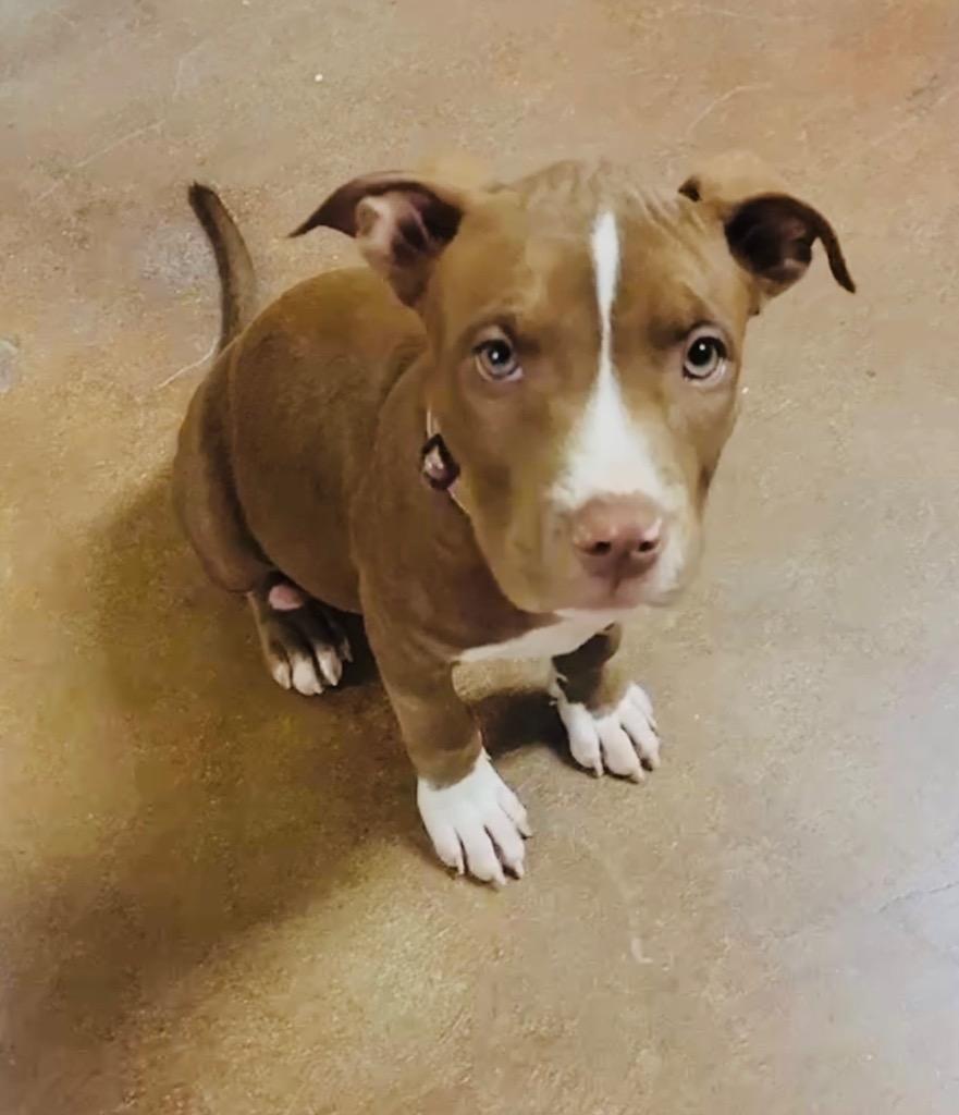 Nova (prev.Almond Joy), Adoptable, Adult Female Pit Bull Terrier.