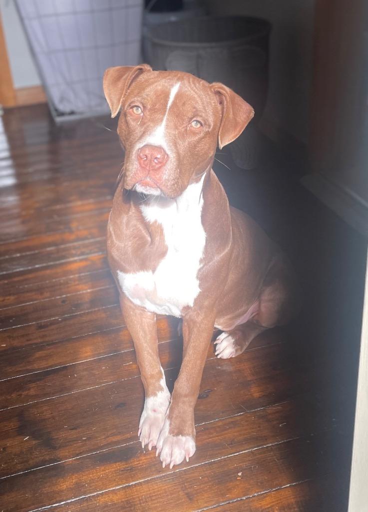 Enlarge Nova (prev.Almond Joy), a Adoptable Pit Bull Terrier in Claremore, OK image 2/4