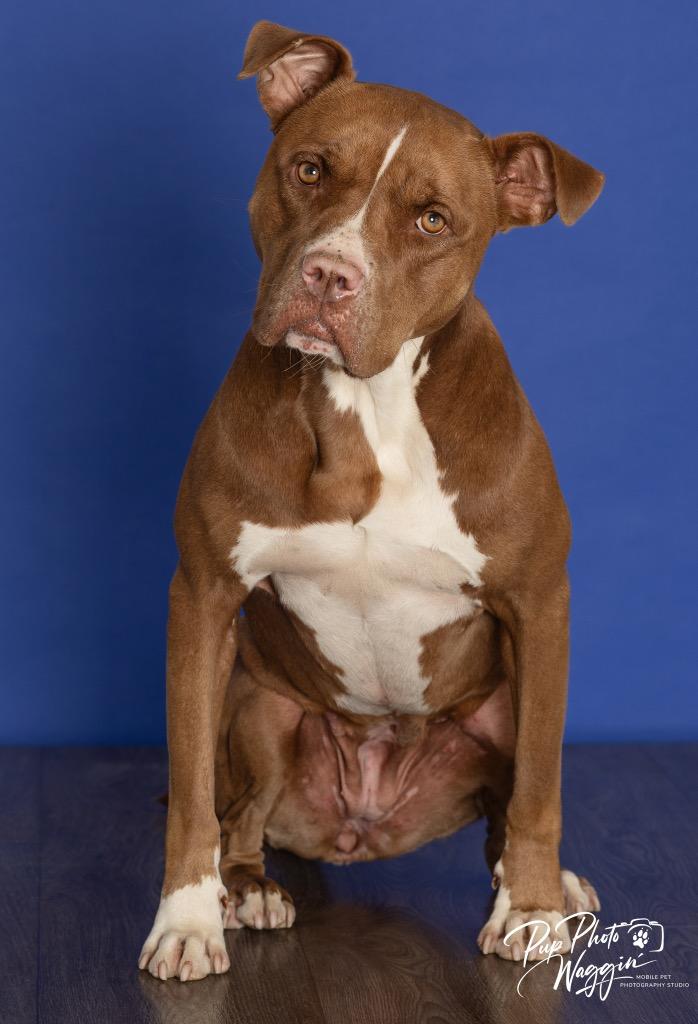 Enlarge Nova (prev.Almond Joy), a Adoptable Pit Bull Terrier in Claremore, OK image 3/4