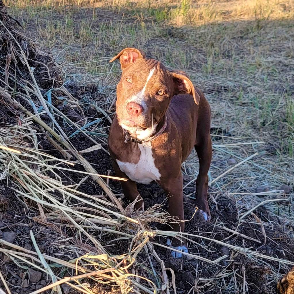Enlarge Nova (prev.Almond Joy), a Adoptable Pit Bull Terrier in Claremore, OK image 4/4