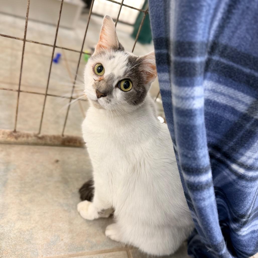 Cinder — thumbnail 2