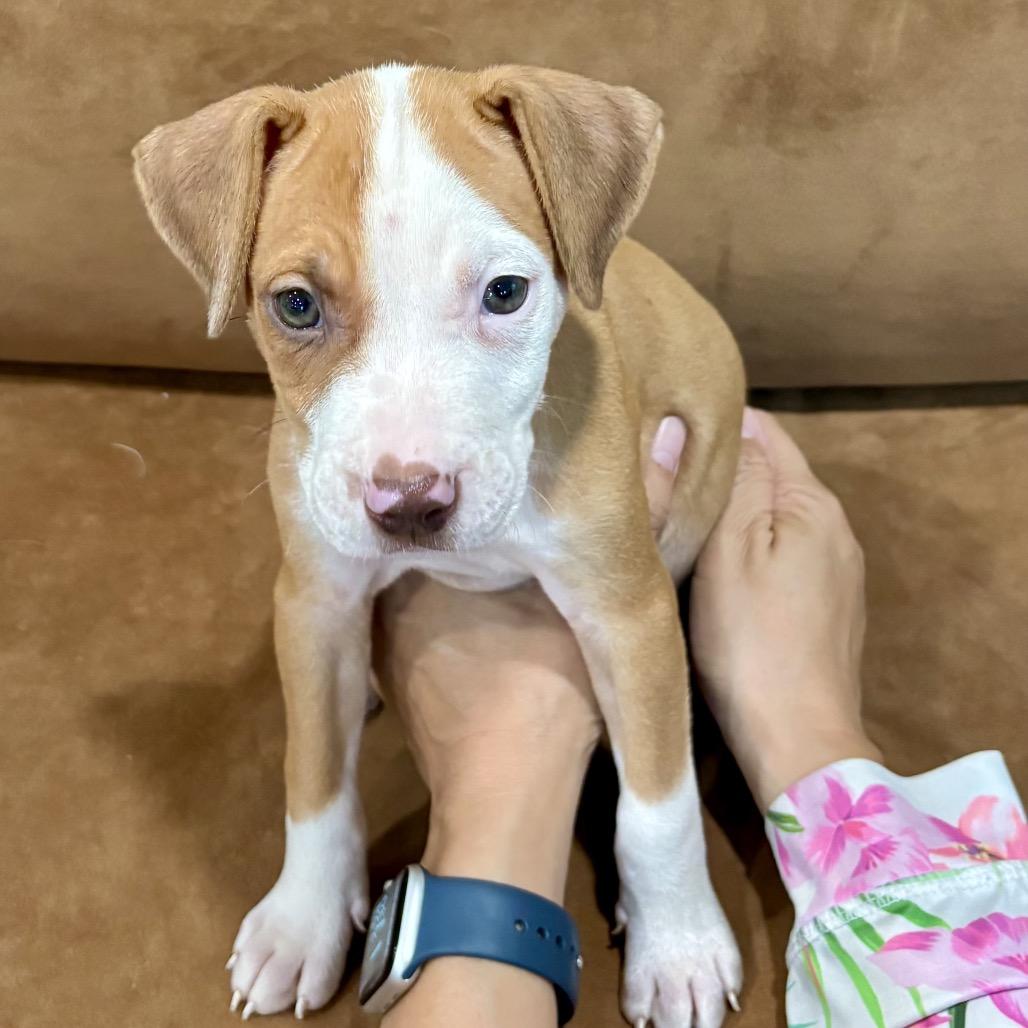 Enlarge REBA (686), a Adoptable mixed breed in Indiantown, FL image 3/5