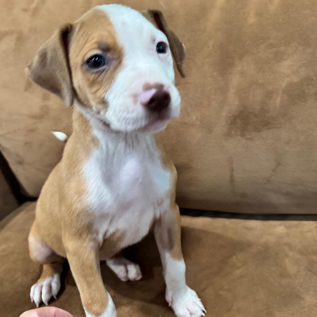 REBA (686), Adoptable, Puppy Female Pit Bull Terrier & Hound.