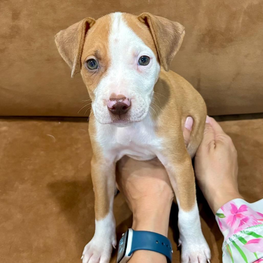 Enlarge REBA (686), a Adoptable mixed breed in Indiantown, FL image 5/5