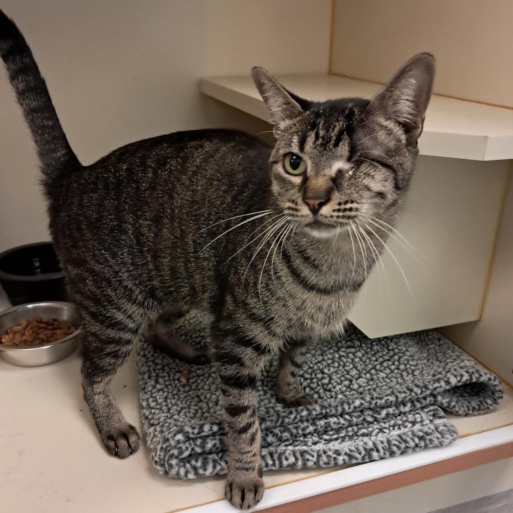 Enlarge Tiger, a Adoptable Domestic Short Hair in Concord, NH image 1/1