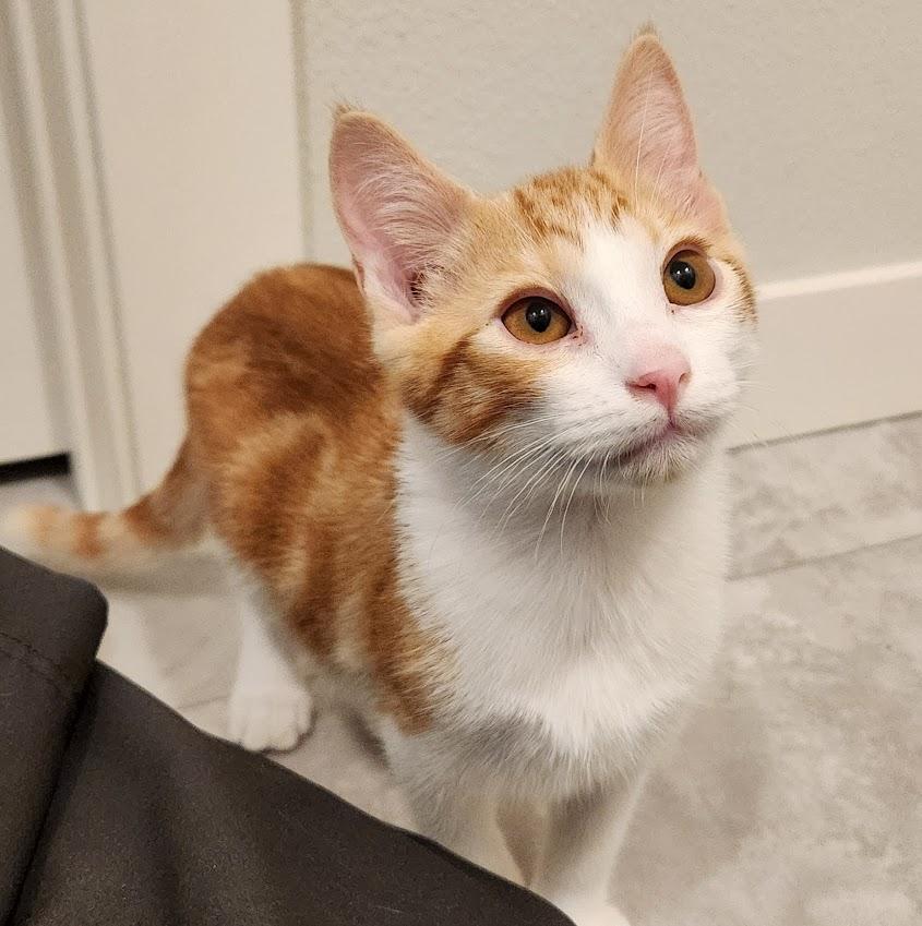 Ichigo