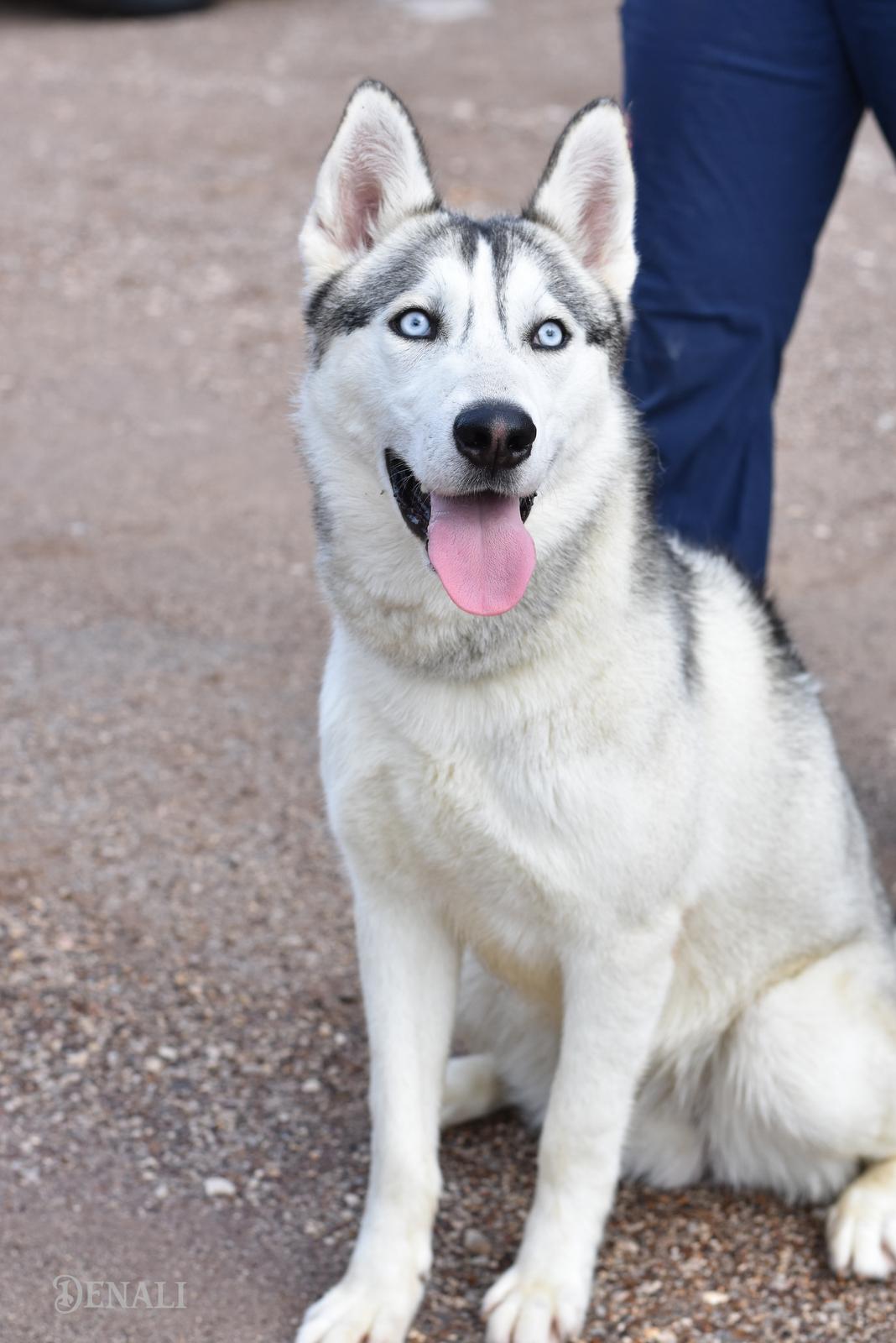 Denali, adopted, Young Male Husky.