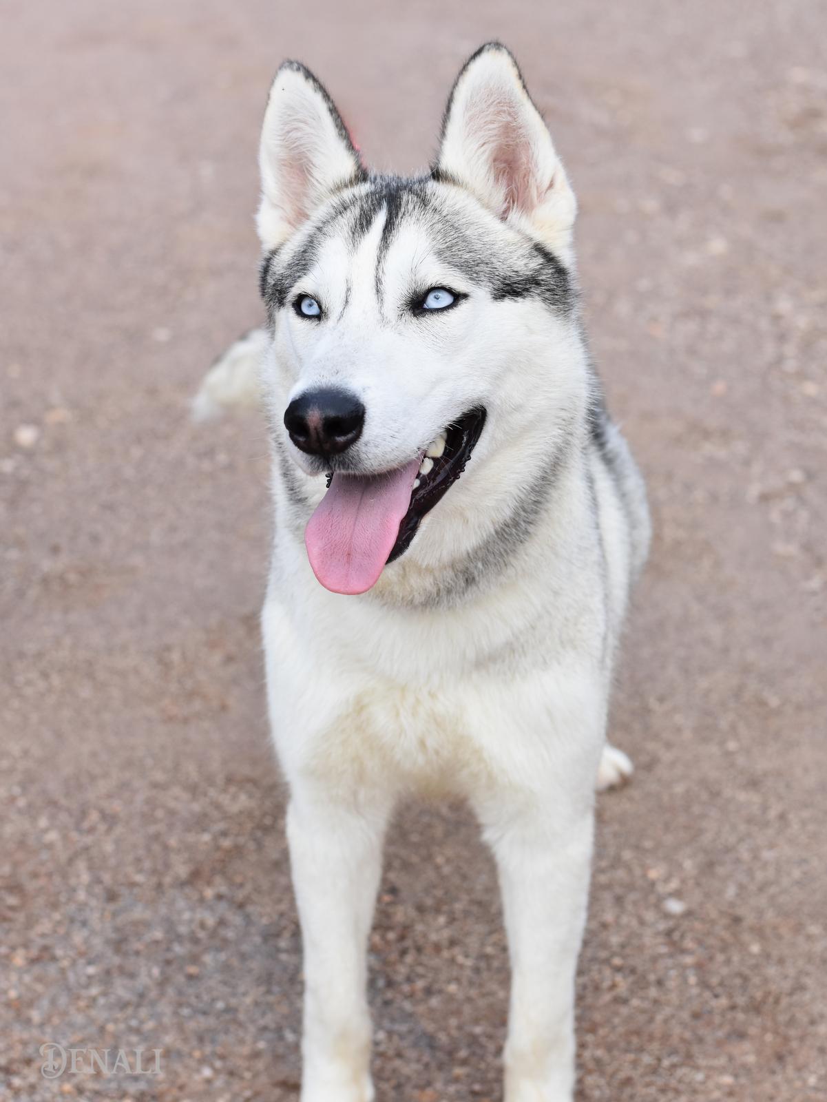 Denali, an adopted Husky in Snohomish, WA image 5/6