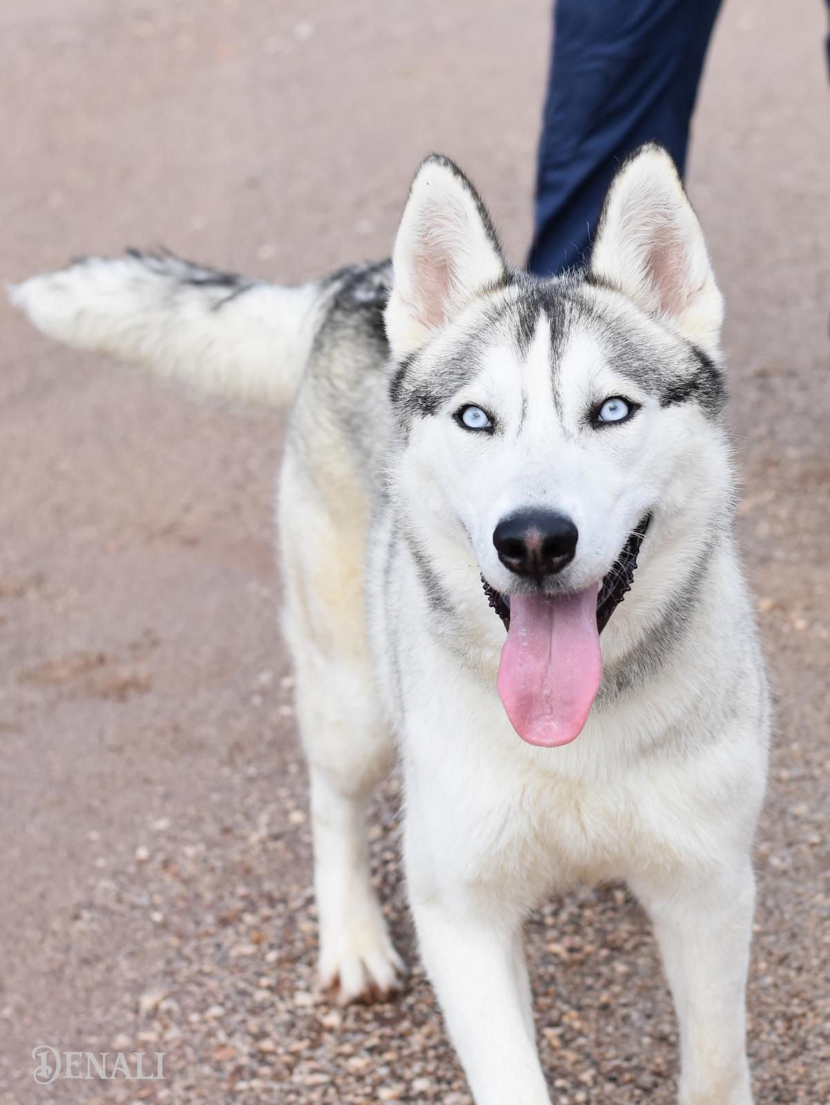 Denali, an adopted Husky in Snohomish, WA image 2/6
