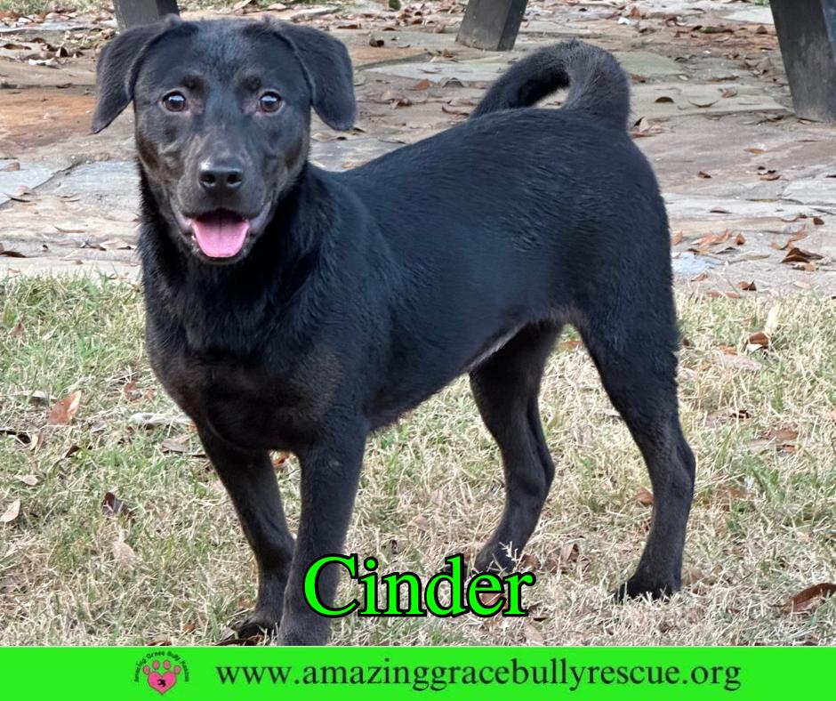 Cinder, Adoptable, Young Female Labrador Retriever.