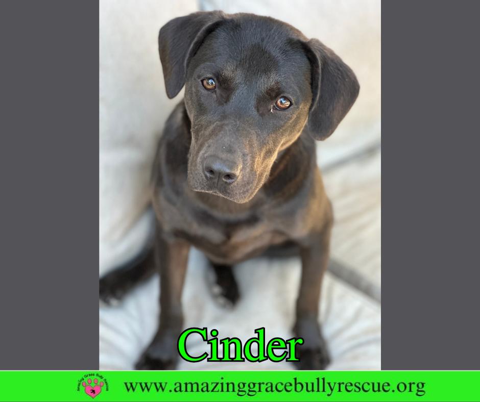 Cinder, a Adoptable Labrador Retriever in Pensacola, FL image 2/3