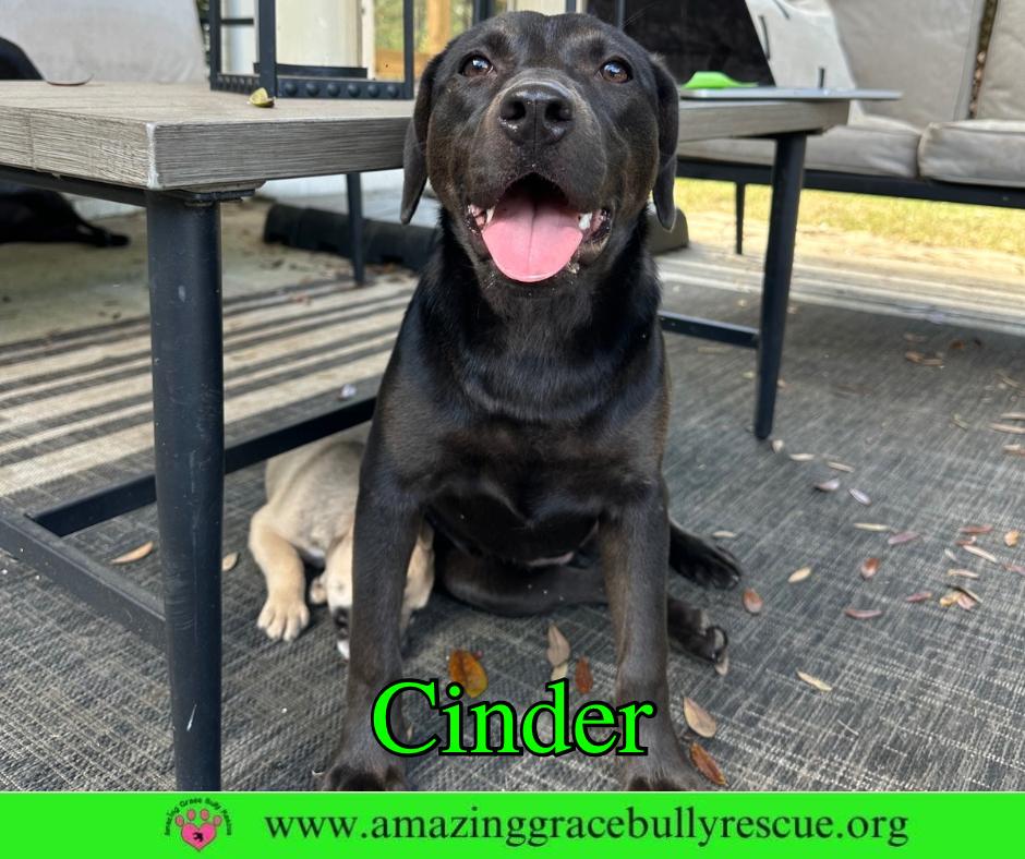 Cinder, a Adoptable Labrador Retriever in Pensacola, FL image 3/3