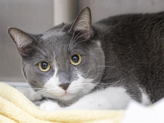 MISHU, Adoptable, Young Male Domestic Short Hair.