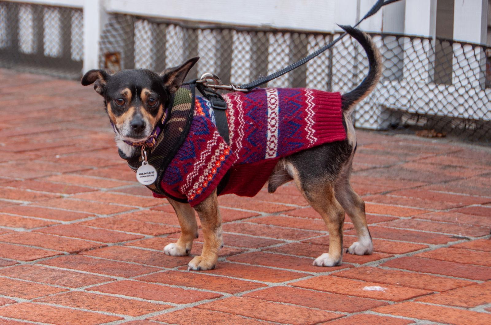 Enlarge Taco, a Adoptable mixed breed in San Jose, CA image 1/3