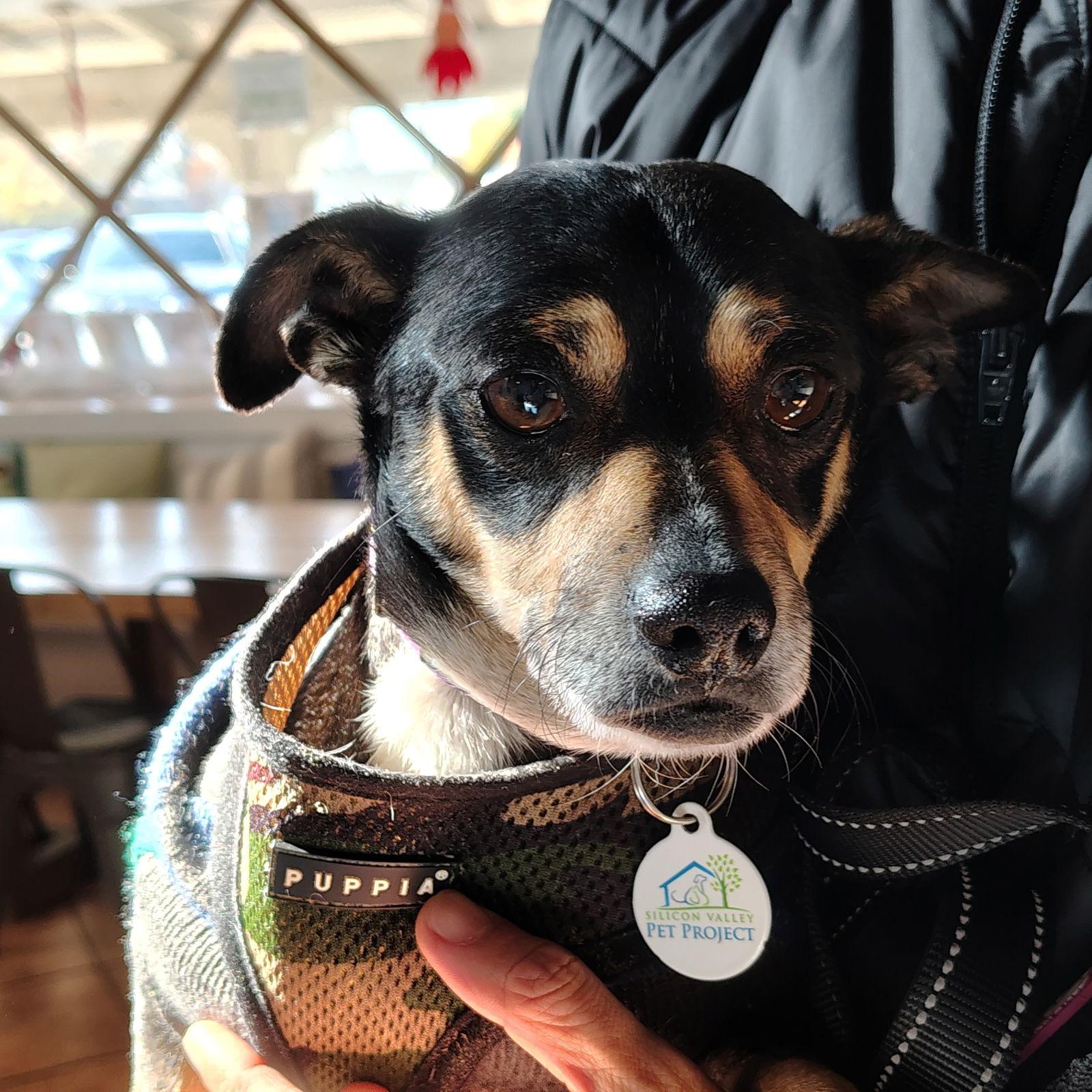 Taco, Adoptable, Adult Male Dachshund & Chihuahua.