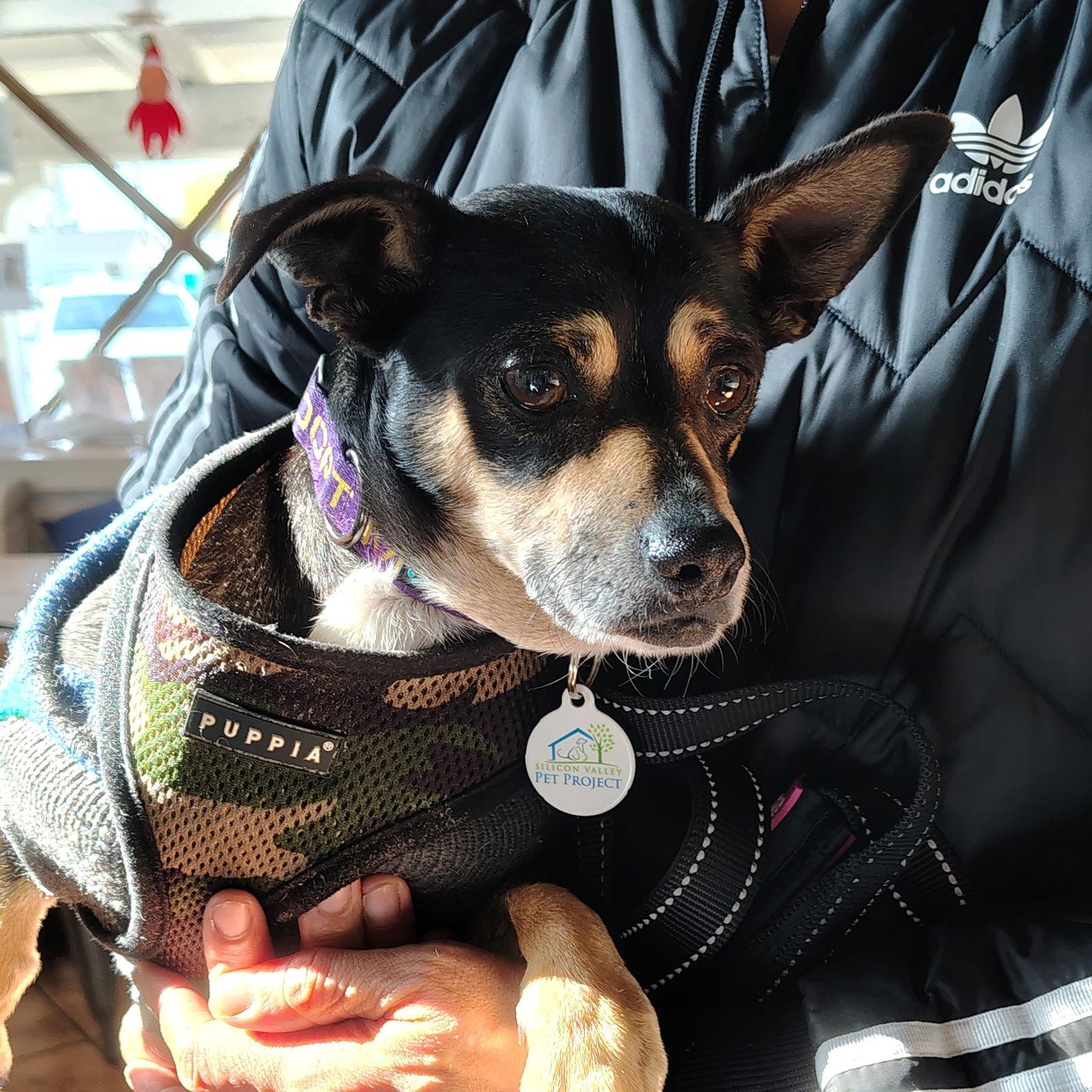 Enlarge Taco, a Adoptable mixed breed in San Jose, CA image 3/3