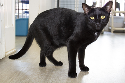 Leia, a Adoptable Domestic Short Hair in Colonia, NJ image 1/8