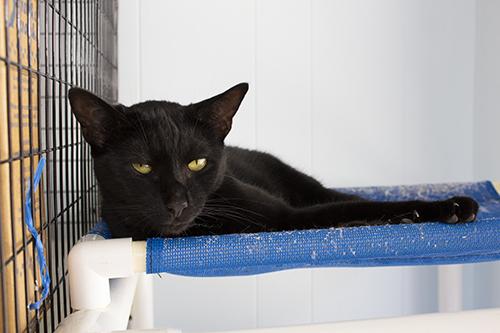 Leia, a Adoptable Domestic Short Hair in Colonia, NJ image 2/8