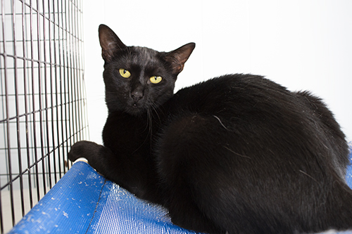 Leia, a Adoptable Domestic Short Hair in Colonia, NJ image 3/8