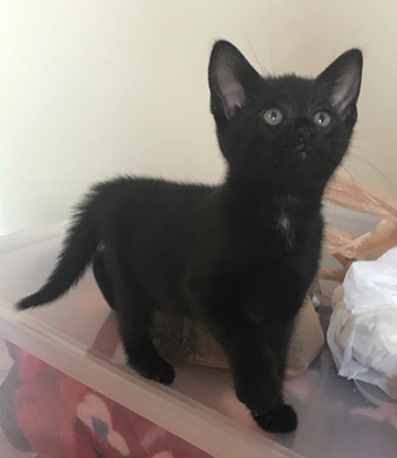 Leia, a Adoptable Domestic Short Hair in Colonia, NJ image 4/8