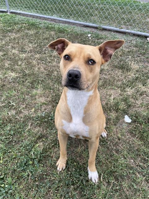 BAMBI, Adoptable, Young Female Pit Bull Terrier & Mixed Breed.