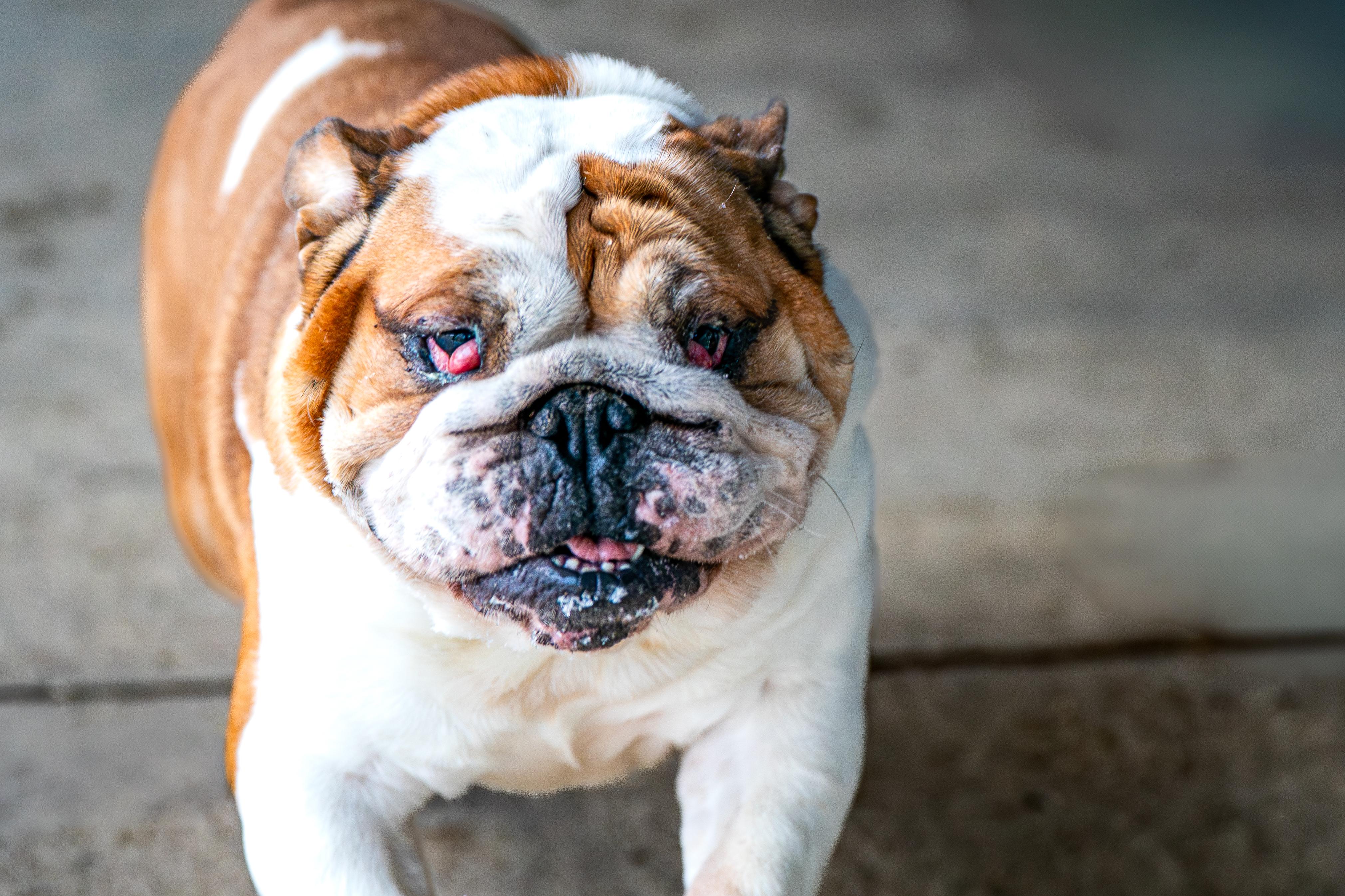 Angel, a ADOPTABLE English Bulldog in Red Wing, MN image 2/6
