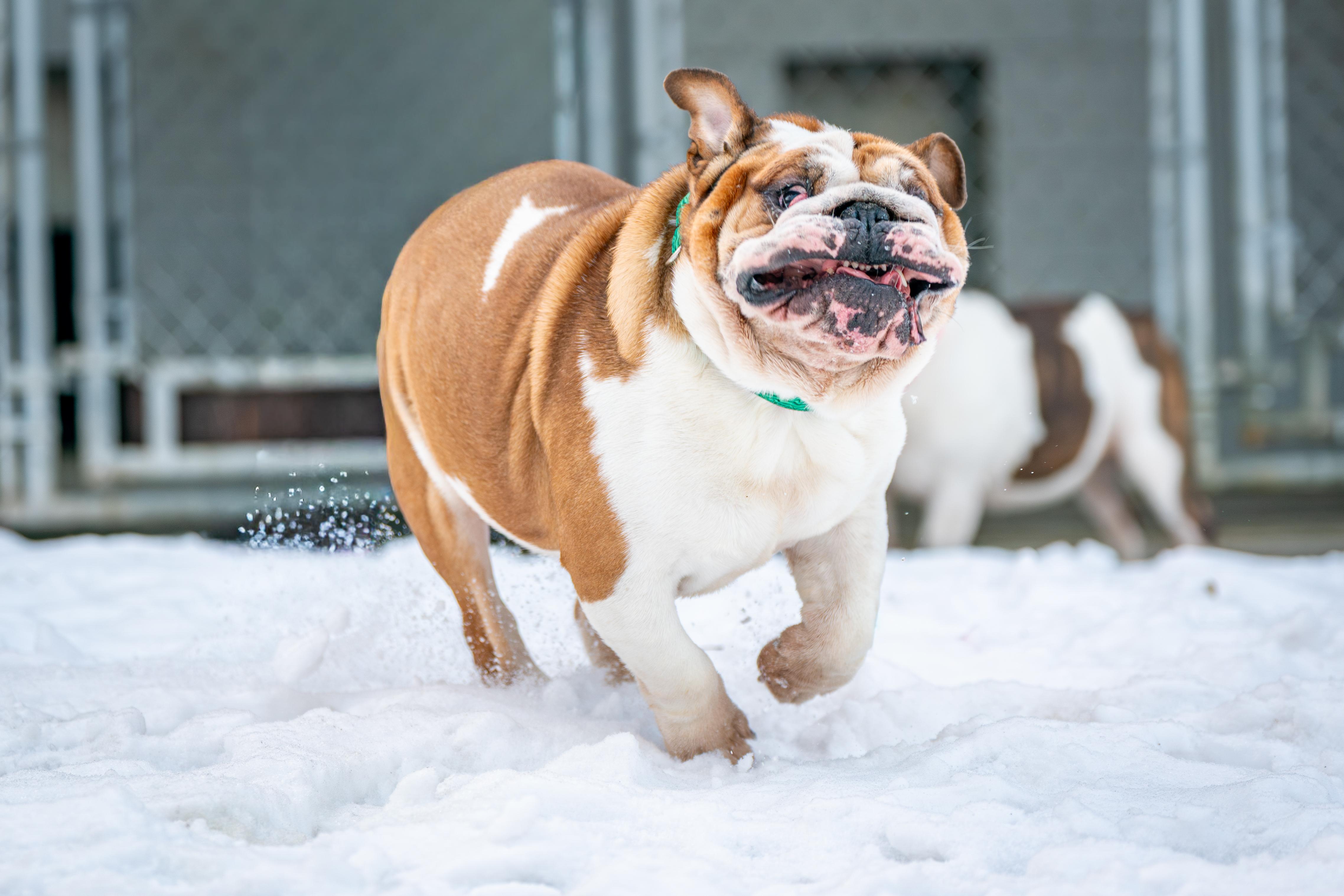 Angel, a ADOPTABLE English Bulldog in Red Wing, MN image 4/6