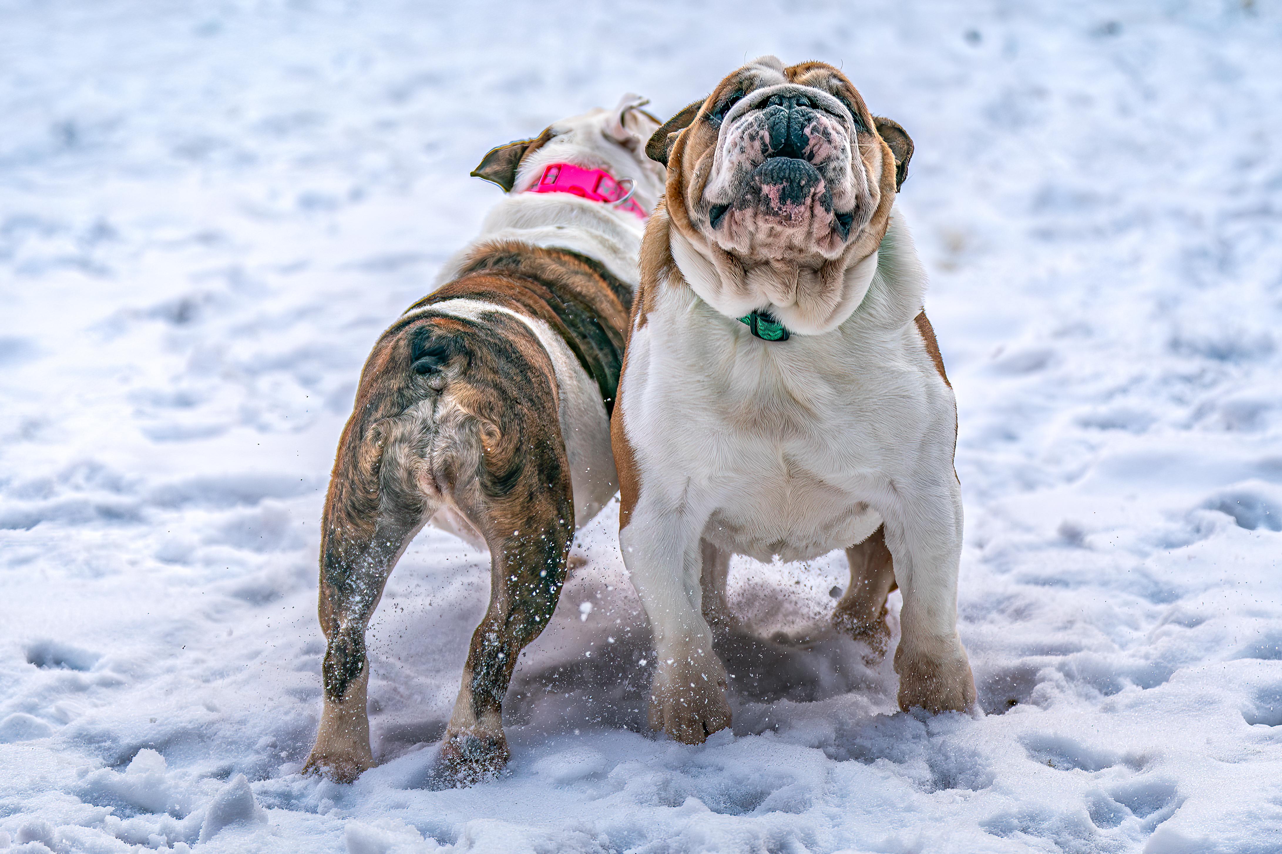 Angel, a ADOPTABLE English Bulldog in Red Wing, MN image 5/6