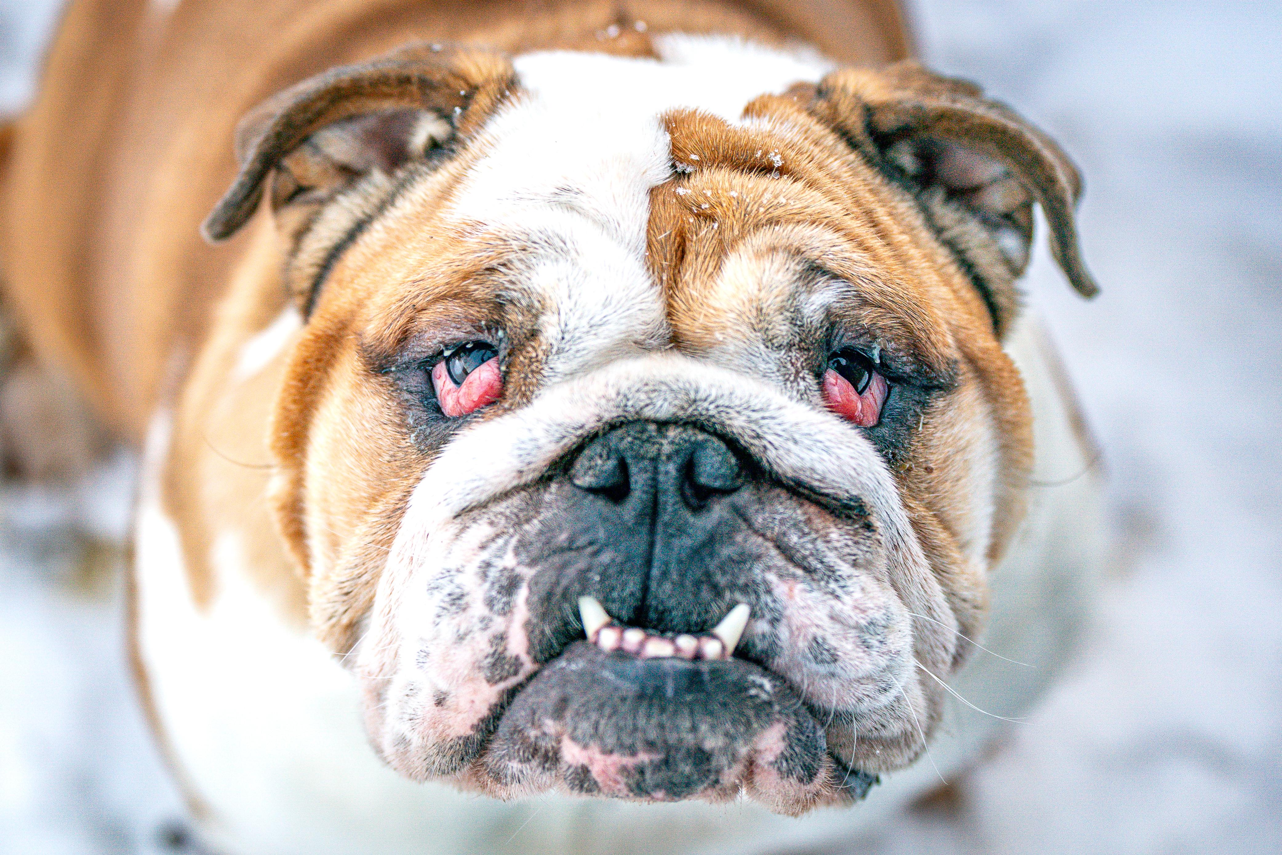 Angel, a ADOPTABLE English Bulldog in Red Wing, MN image 6/6