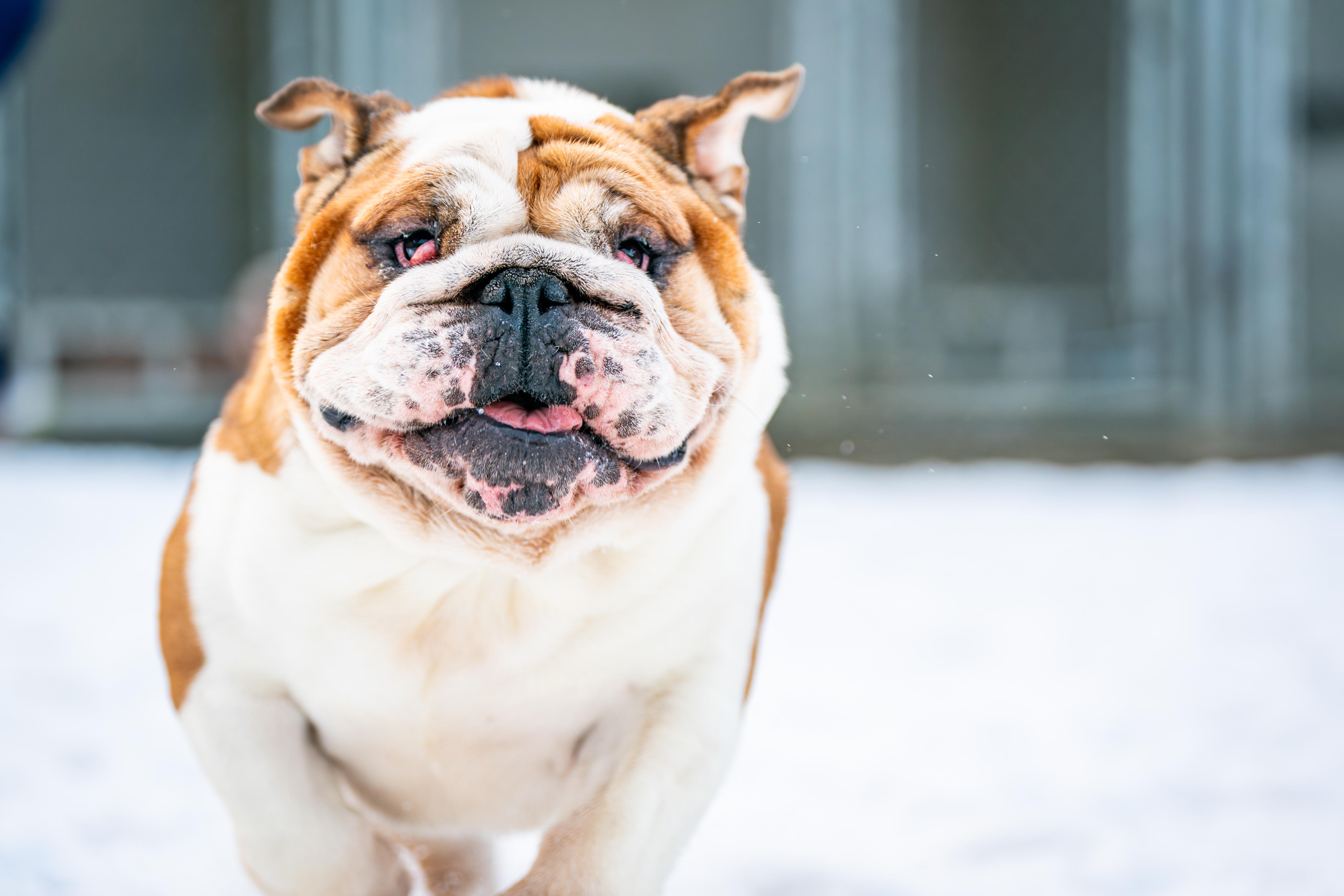 Angel, ADOPTABLE, Adult Female English Bulldog.
