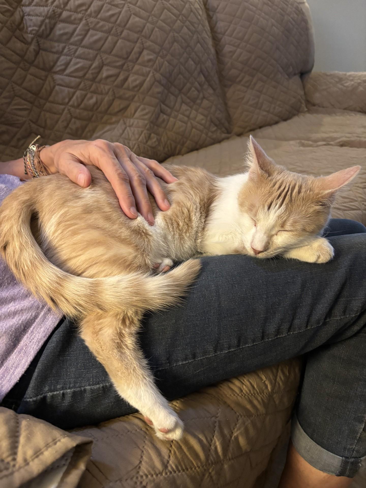 Pippa (male) and Frosty, an adoptable Tabby in Sierra Vista, AZ image 4/6