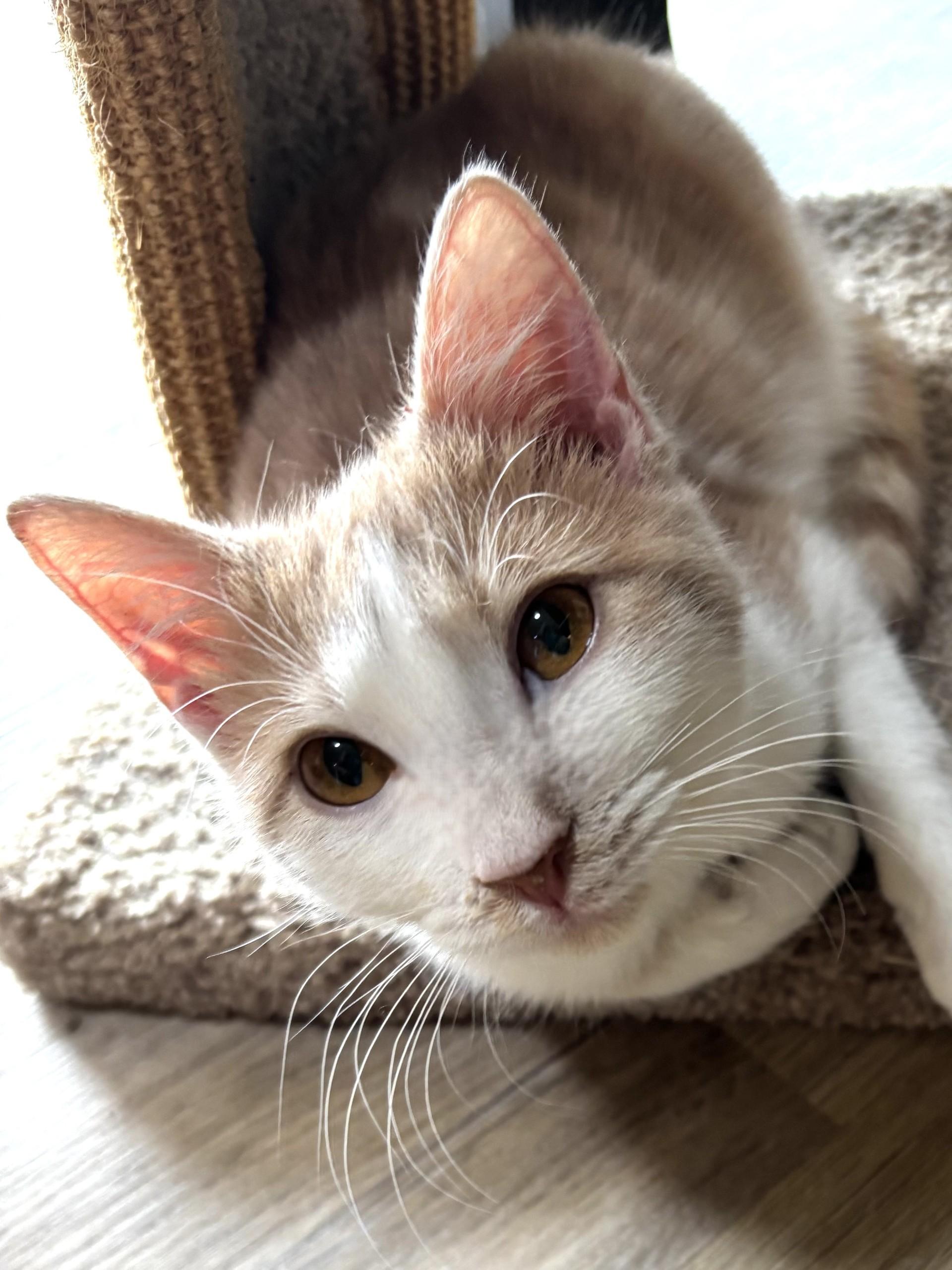 Pippa (male), a Adoptable Domestic Short Hair in Sierra Vista, AZ image 2/3