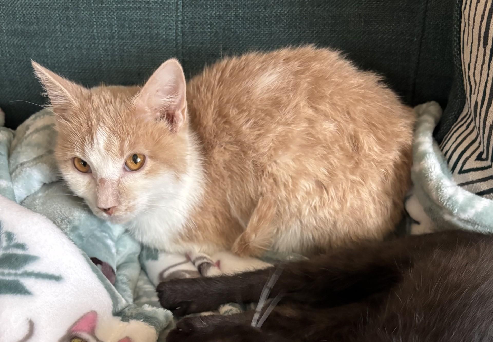 Enlarge Pippa, a Adoptable Domestic Short Hair in Sierra Vista, AZ image 1/3