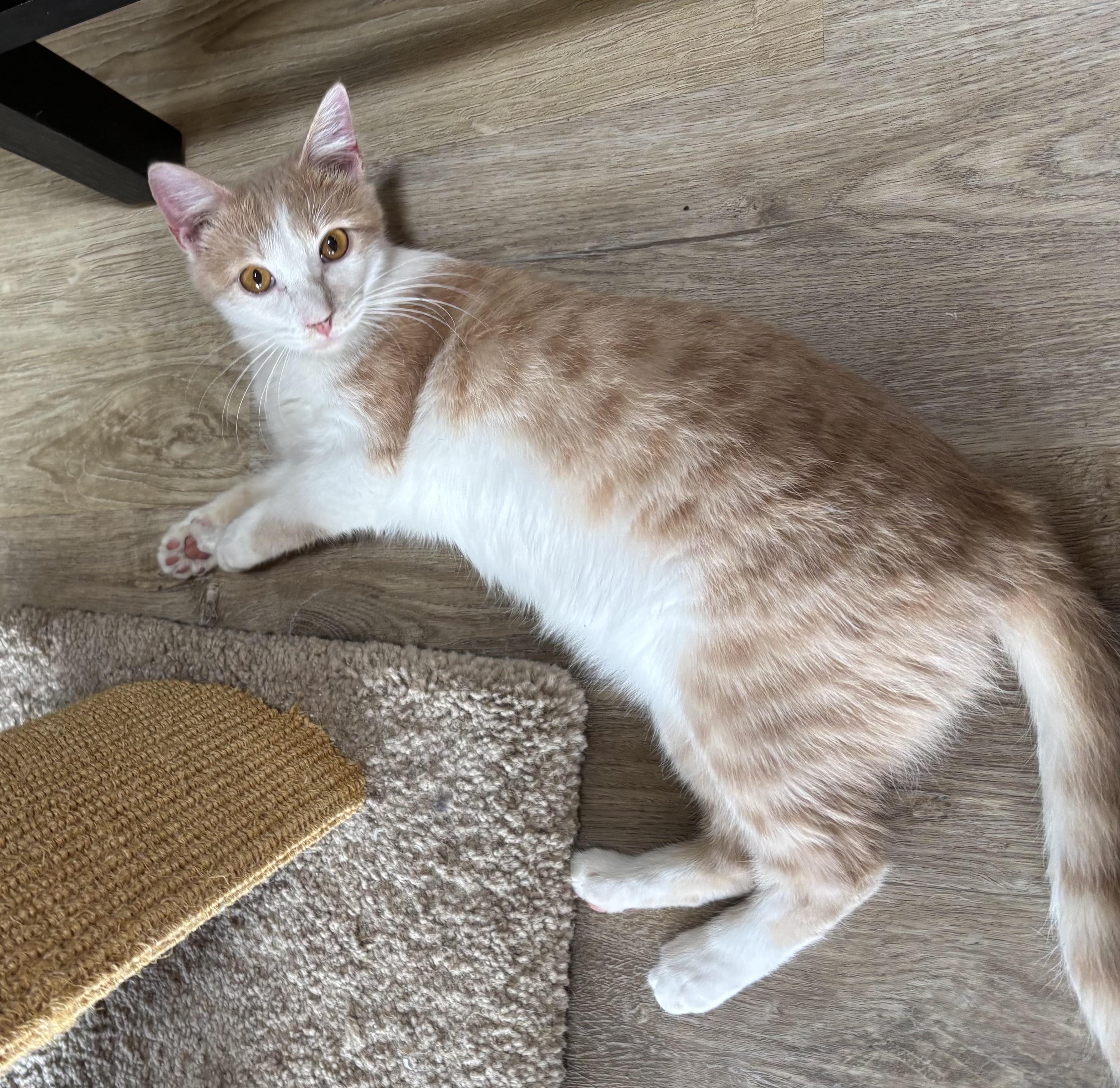 Pippa (male), Adoptable, Young Male Domestic Short Hair.