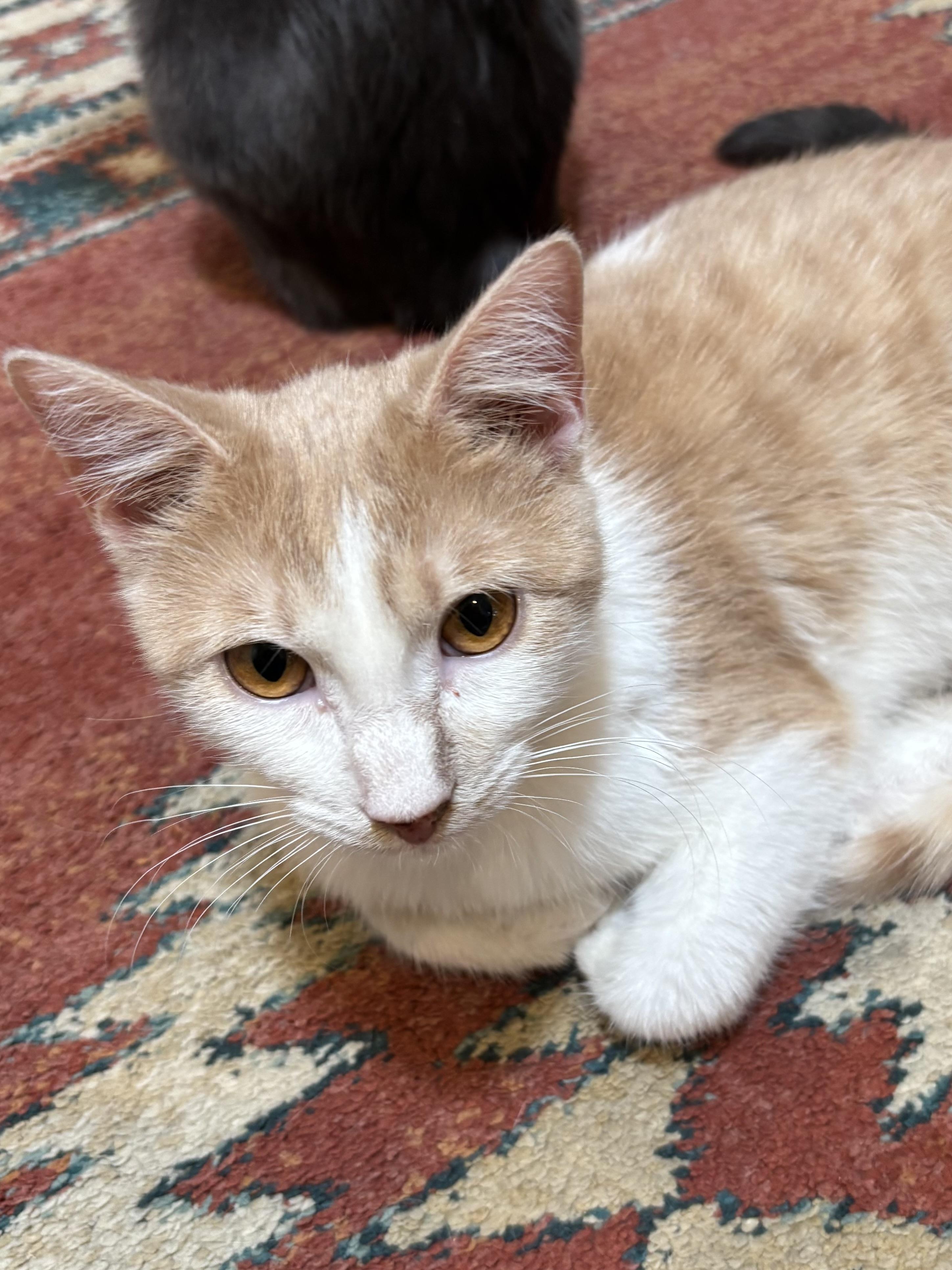 Pippa (male), a Adoptable Domestic Short Hair in Sierra Vista, AZ image 3/3