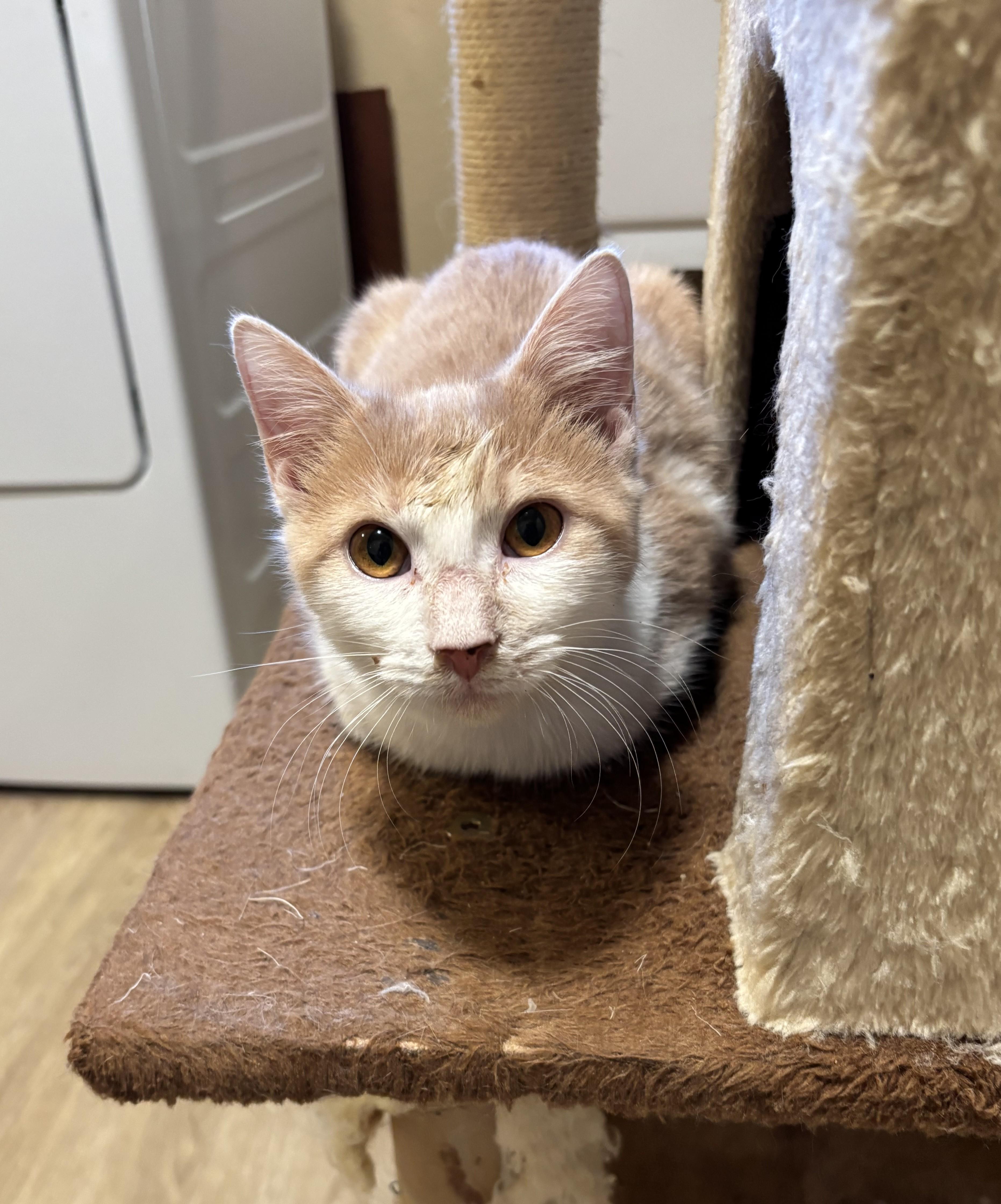 Enlarge Pippa, a Adoptable Domestic Short Hair in Sierra Vista, AZ image 3/3