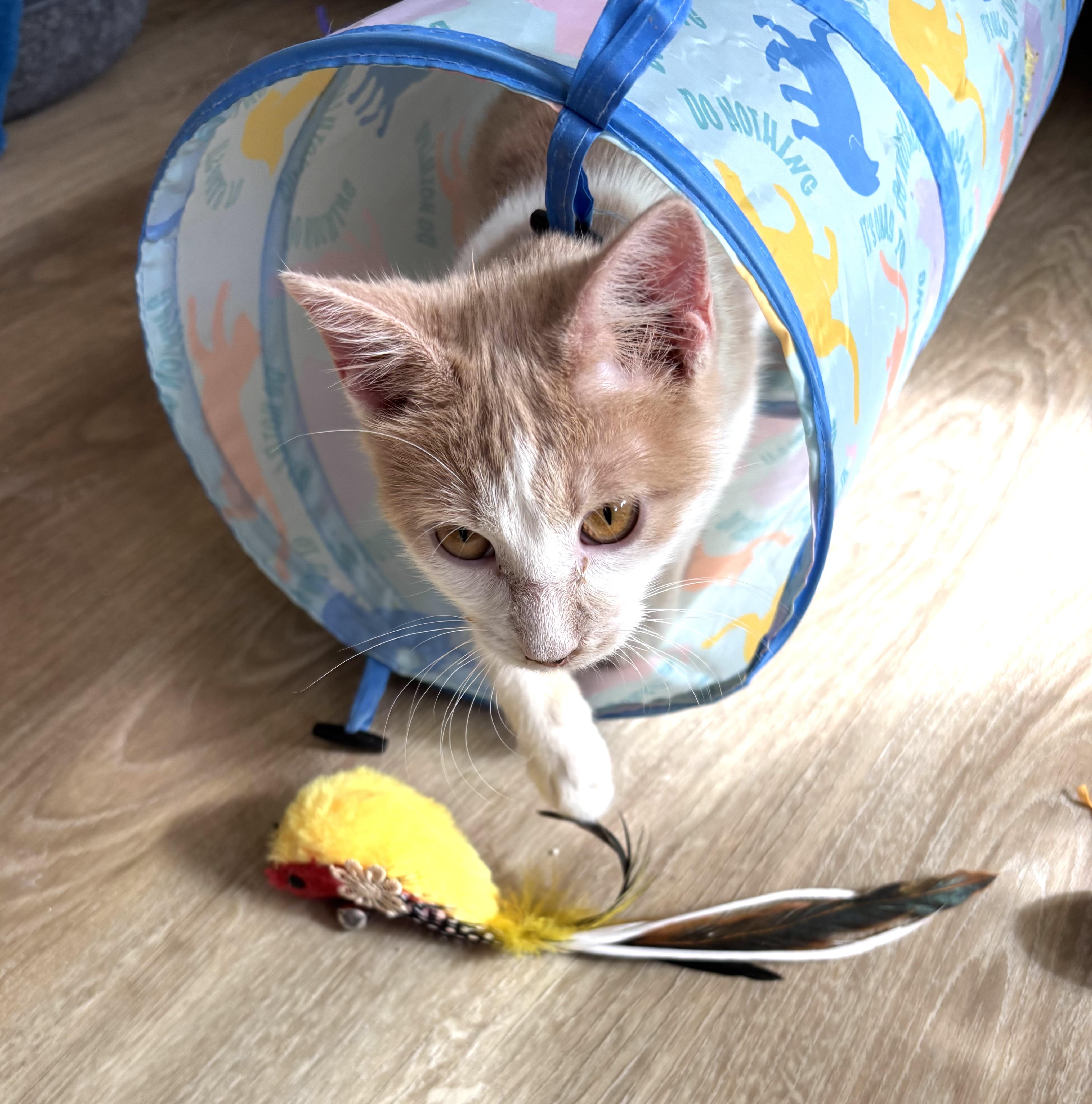 Enlarge Pippa, a Adoptable Domestic Short Hair in Sierra Vista, AZ image 2/3