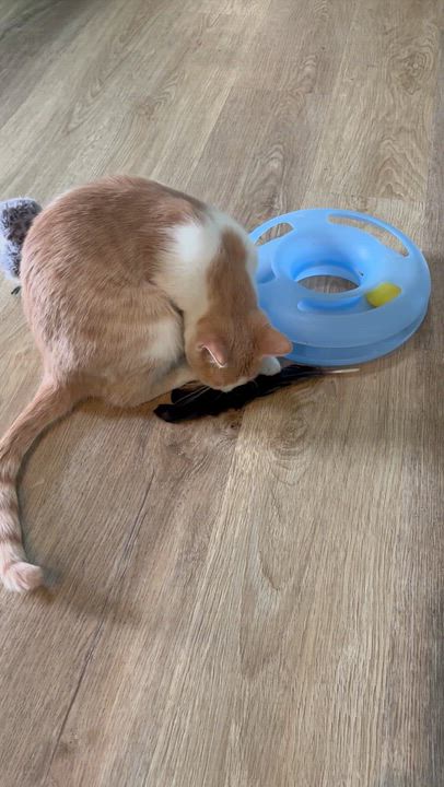 Enlarge Pippa (male) and Frosty, an adoptable Tabby in Sierra Vista, AZ video 5/6