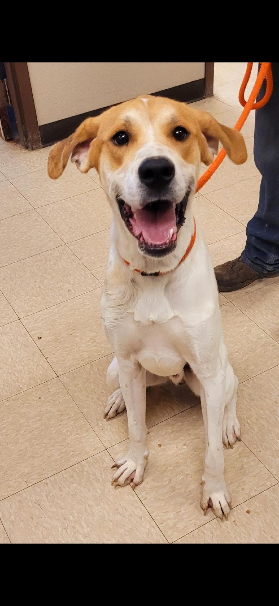 Enlarge Cletus, a Adoptable Treeing Walker Coonhound in merrillville, IN image 1/2