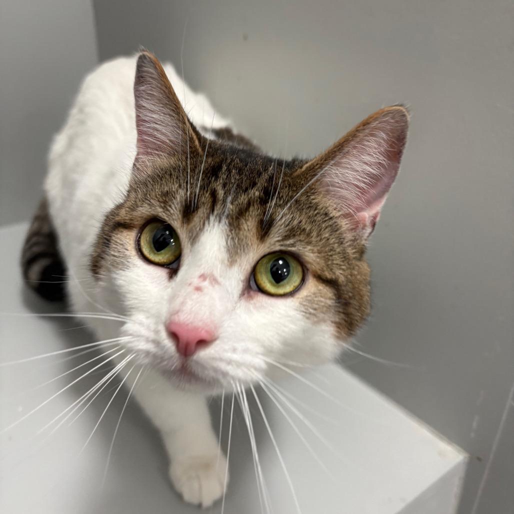 Enlarge Isis, a Adoptable American Shorthair in Greenfield, IN image 1/1